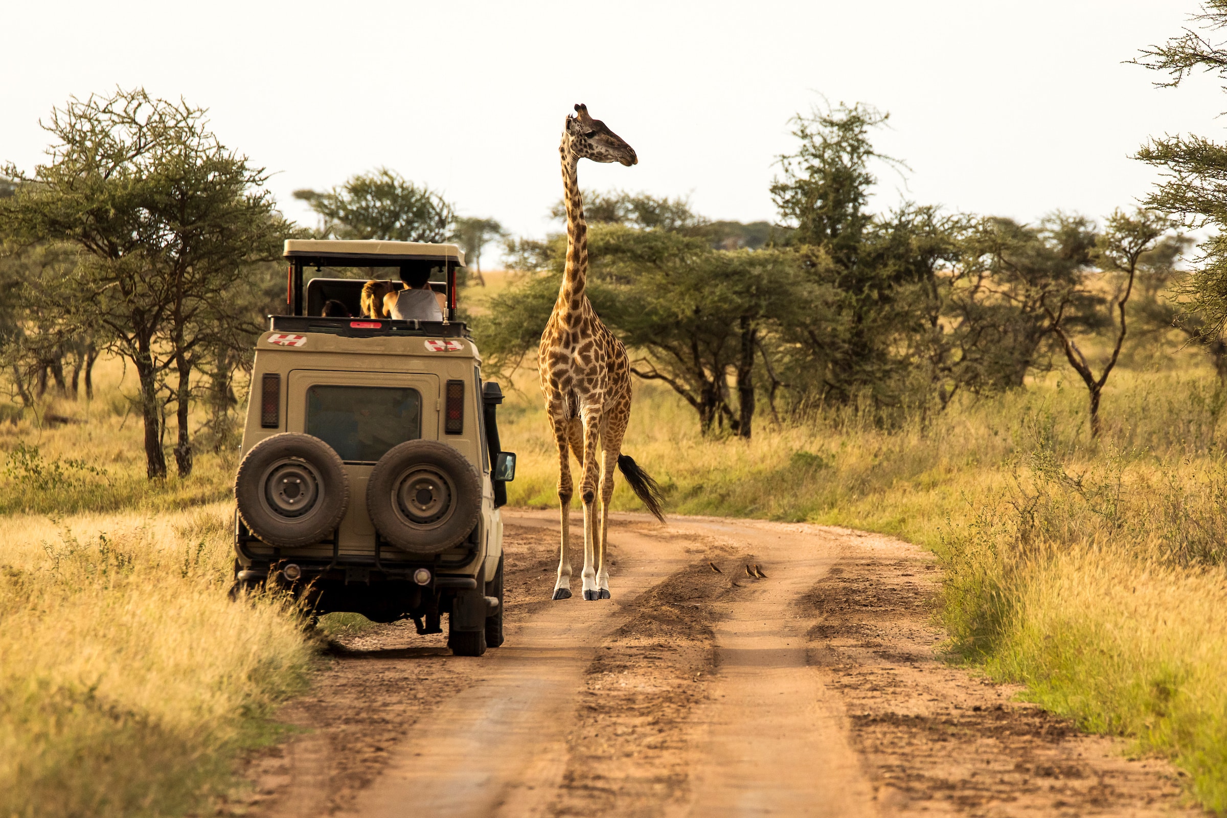 Safaris in Afrika: Alles über das besondere Naturerlebnis