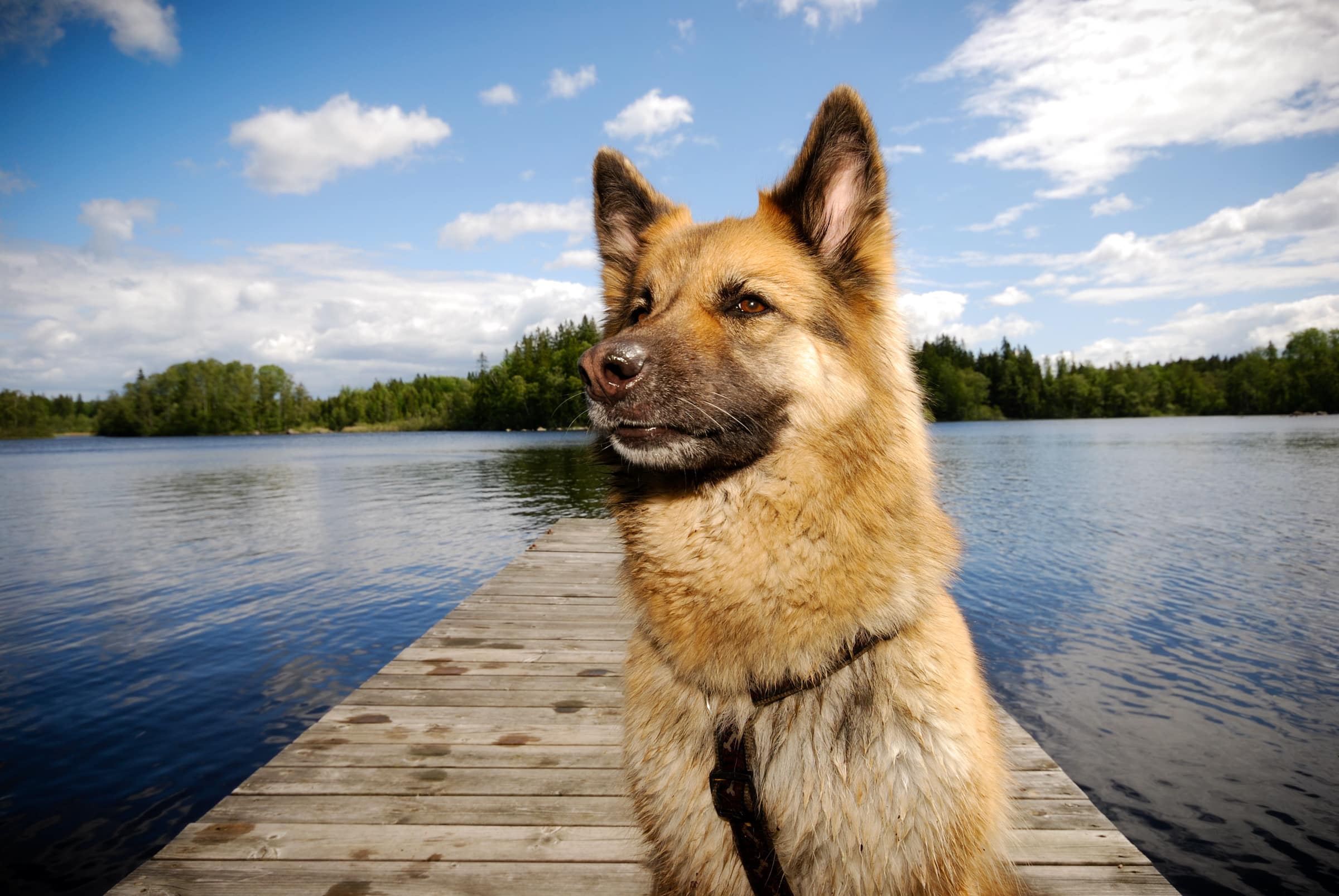 Urlaub in Schweden mit Hund – eine tolle Idee!